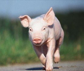 在农村,农民自家养的猪和养猪场的猪有什么区别 