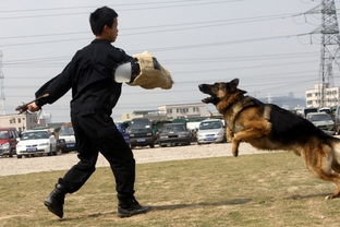 29只警犬加入大运会安保队伍震慑违法犯罪 