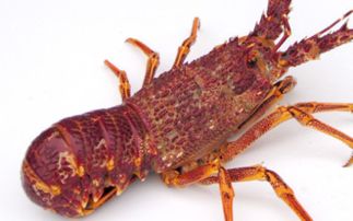 澳洲龙虾(龙虾和澳洲龙虾有什么区别)