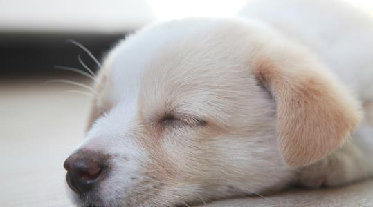 小狗出生后眼睛为什么是闭着的,要过几天才能自己睁开