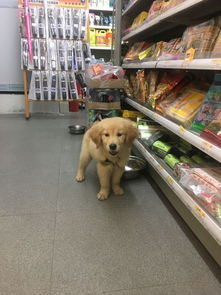超市里居然养了只金毛,而且还在食品区,难道是怕狗饿了