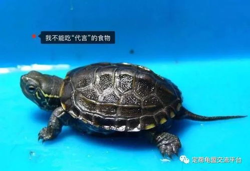 十年养龟经验总结 中华草龟