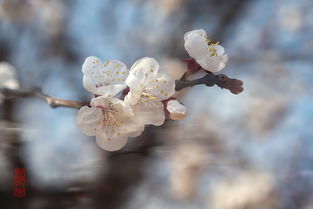 繁花似锦