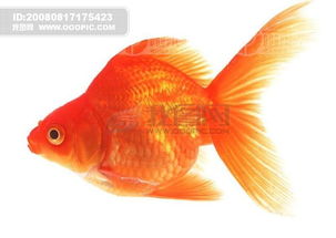 金鱼图片素材 金鱼PSD格式模板下载 