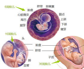 宫外孕的治疗方法宫外孕怎么办 米粒分享网 Mi6fx Com
