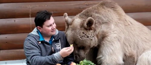 图看俄罗斯人与熊 他们的故事我说你听
