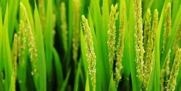 一季水稻生长时间 水稻一生分六个阶段