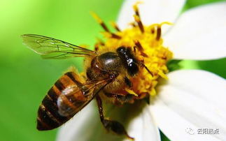 蜜蜂用处