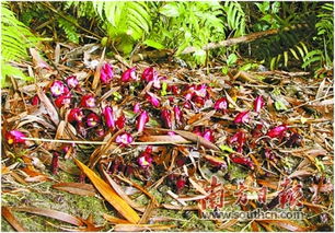 丹霞山发现植物新种 被命名为 广东假野菰 