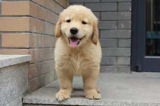 乐山纯种金毛犬大概多少钱 在乐山什么地方能买到纯种金毛犬