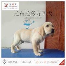 广州哪里有出售拉布拉多广州哪里有正规狗场 