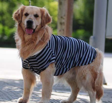 朝鲜游客问中国人 中国人为什么喜欢养狗,而且给狗狗穿衣服