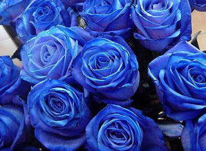 蓝色妖姬是什么样的花 ,有图没 