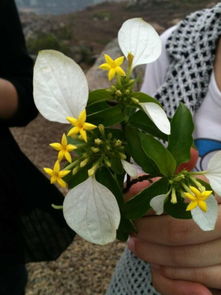 求一种开着黄色小花 五片花瓣 呈五角星形 有着一些白色叶子也有绿色叶子的植物的名字