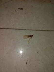 .急 谁知道图片中是什么虫 叫什么名字 好恶心 为什么来我家 