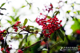 山路边的红豆豆 野花花