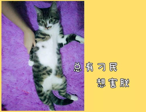 生孩子不如养猫 现在的广州年轻人都怎么了