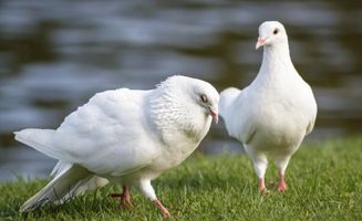 一只鸽子胜过九只鸡 营养专家告诉你鸽子肉有何特殊之处