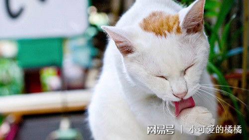 养宠经验 猫咪毛球堵塞喂菜籽油能快速排出吗