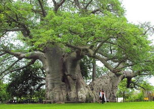 世界上最大的树直径是多少,世界上最大的树直径有多少米？