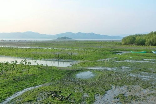 双月湾公司旅游指南双月湾旅游指南自驾(惠州双月湾附近停车场是免费的吗)