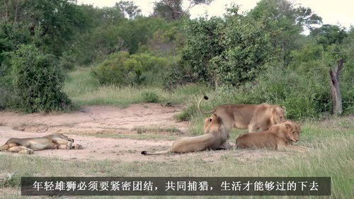 年轻雄狮五兄弟走上流浪之路,狮王父亲还在巡逻领地 