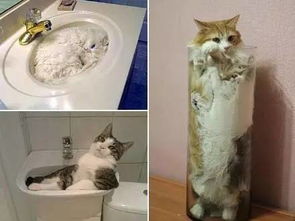 猫是一种液体动物 什么叫液体动物啊 