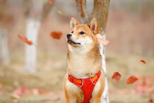 柴犬,靠色相闯江湖