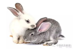 兔子种类有哪些 兔子品种大全 
