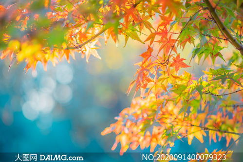 秋季树上美丽的枫叶摄影图片