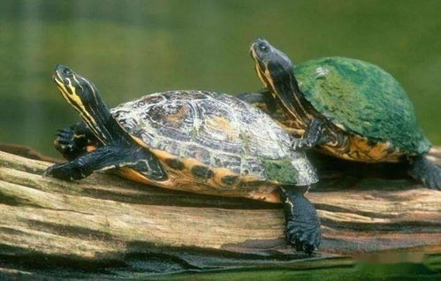 龟的呼吸方式 龟息