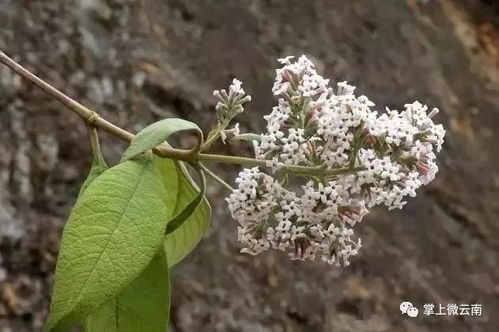 又到吃花儿的季节了,你吃过哪些 