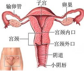 子宫肌瘤怎样形成