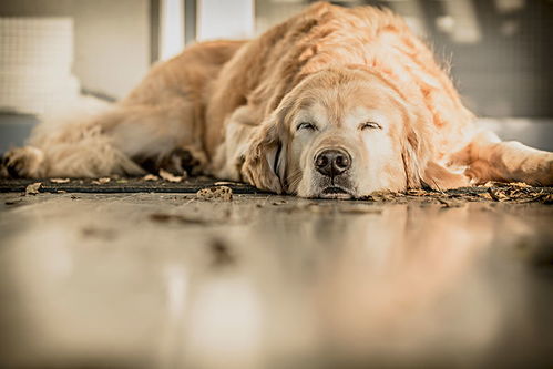 狗狗可以睡地板砖吗(狗能睡地板砖吗)