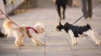 长沙市养犬管理条例 审议通过 遛狗一律牵绳 戴嘴套