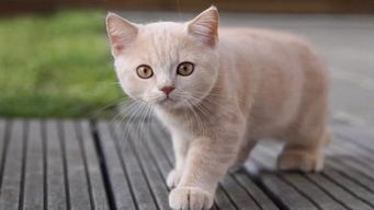 猫咪不用猫砂床上小便时需学习清除猫尿异味的方法