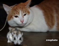 上海宠物玩家让猫鼠和平共处 5 