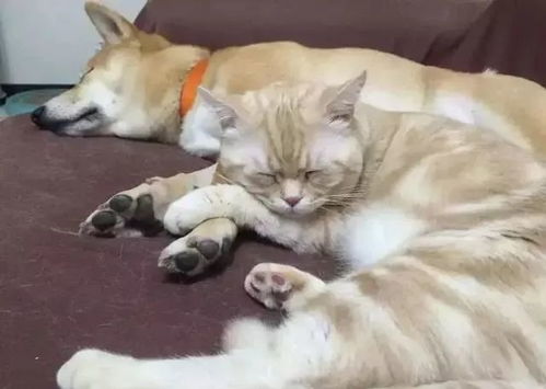 自从猫咪来了,柴犬果断抛弃主人,睡觉都和猫咪抱一起