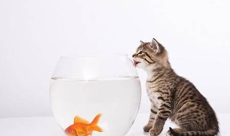 猫怕水却吃鱼,找出这其中的缘由,知道猫为什么吃鱼