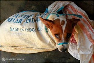 印尼动物市场,10 只被当街宰杀的狗狗,有 9 只曾是宠物犬