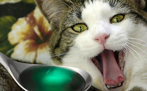 网友分享喂不同猫咪吃药的反应,没想到轮到橘猫时,举动让人笑喷