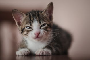 老鼠与猫的奇妙邂逅，一段温馨又有趣的成长之旅，老鼠和猫的故事作文小学三年级