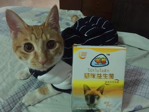 猫咪咳嗽拉稀怎么办 猫咪咳嗽还拉稀吃什么药呢 