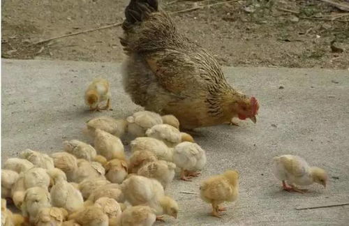 岳西农村母鸡孵小鸡过程,小时候你肯定见过 