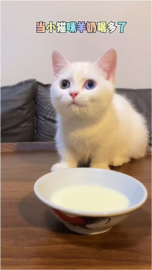 小猫咪羊奶喝多了会怎样 是全国统一的吗 