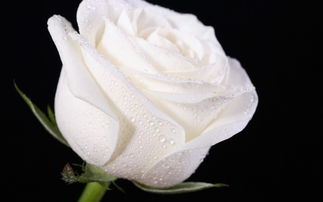 白玫瑰壁纸图片 白色玫瑰图片大全
