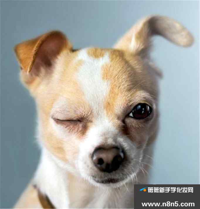 怎样给狗狗制作可爱的表情包照片？
