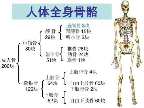 人类有207块骨头了 消失的器官重现,全球可能超过39 的人都有