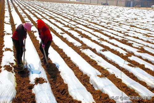 农作物起垄种植有哪些好处 起垄时如何确定最佳垄高