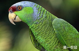 紫冠亚马逊鹦鹉你了解吗